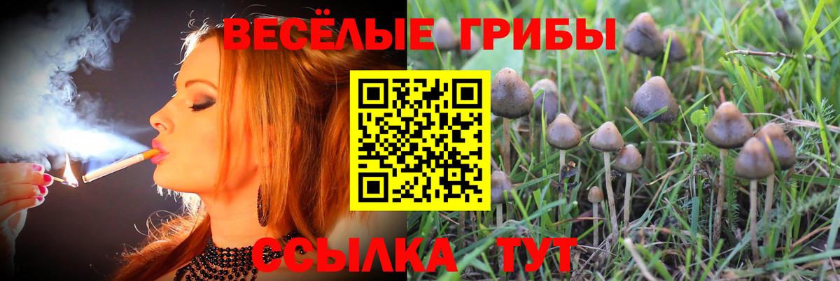 Псилоцибиновые грибы Psilocybe Евпатория